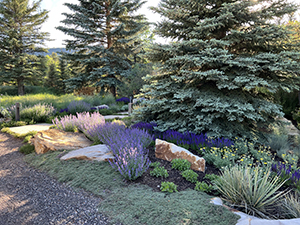 Native Landscape