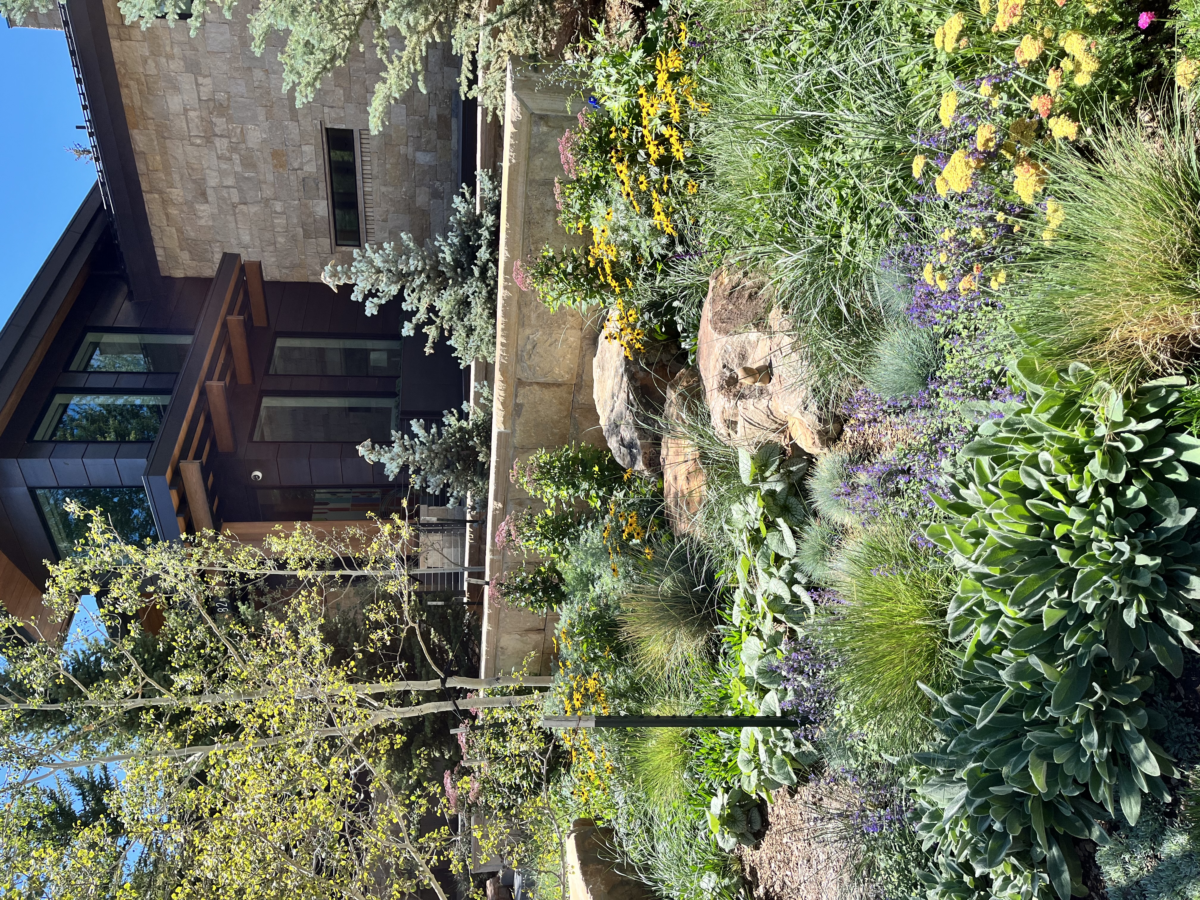 a low water, native plant landscape in Vail
